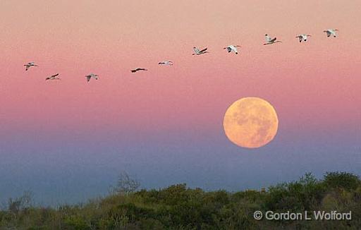 Ibises Flying Over The Setting Moon_30689.jpg - White Ibises (Eudocimus albus) photographed along the Gulf coast from near Port Lavaca, Texas, USA.